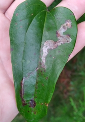 Liriomyza schmidti