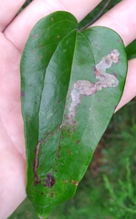 Liriomyza schmidti