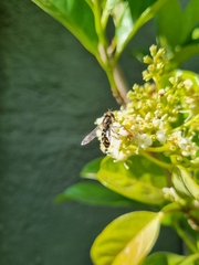 Austroscaeva melanostoma