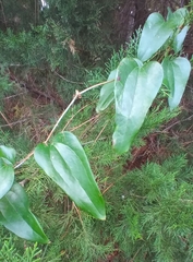 Liriomyza schmidti