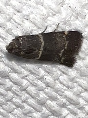 Lasiosticha canilinea