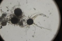 Podosphaera amelanchieris