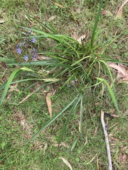 Dianella