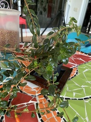 Nematanthus