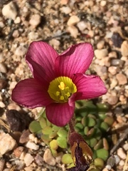 Oxalis inaequalis