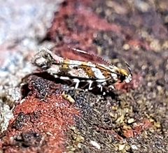 Aristotelia roseosuffusella