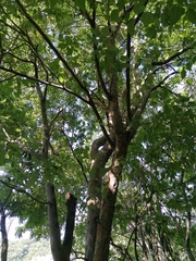 Maclura tinctoria