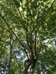 Maclura tinctoria