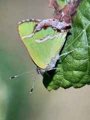 Chlorostrymon simaethis