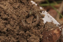 Lumbricus terrestris