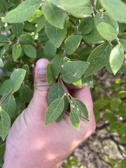 Forestiera reticulata