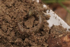 Lumbricus terrestris