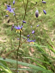 Dianella