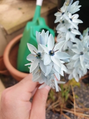 Ixia viridiflora