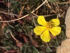 Helianthemum oelandicum
