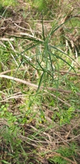 Senecio phelleus
