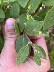 Forestiera reticulata