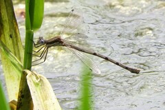 Lestes australis