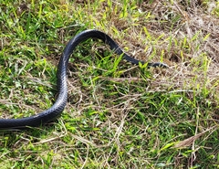 Spilotes pullatus
