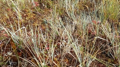Carex livida