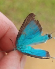 Pseudolycaena damo