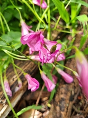 Oxalis articulata