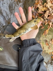 Hypentelium nigricans