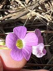 Oxalis violacea
