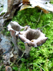 Craterellus