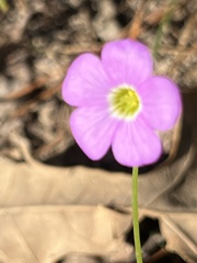 Oxalis violacea