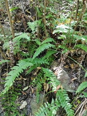 Blechnum hastatum