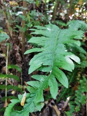 Blechnum hastatum
