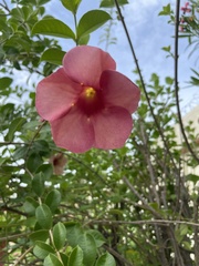 Allamanda blanchetii