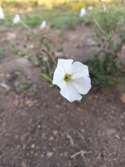 Petunia axillaris