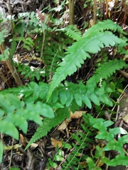 Blechnum hastatum