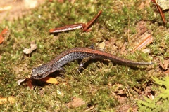 Plethodon sherando