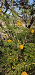 Vachellia aroma
