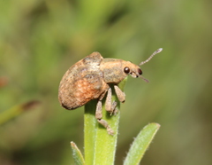 Gonipterus