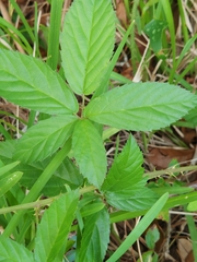 Rubus cuneifolius