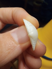 Divalinga quadrisulcata