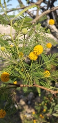 Vachellia aroma