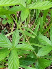 Rubus cuneifolius