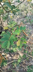 Vachellia aroma