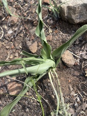 Ledebouria asperifolia