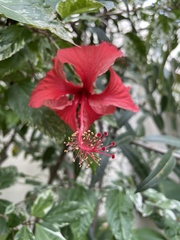 Hibiscus