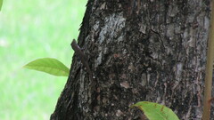 Anolis cristatellus