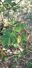 Vachellia aroma
