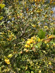 Crataegus mexicana