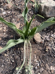 Ledebouria asperifolia