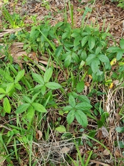 Rubus cuneifolius